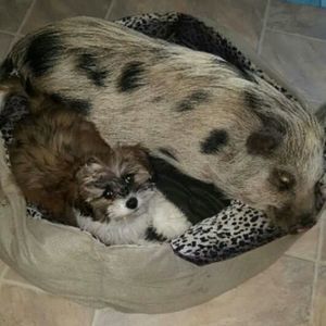 Meet your Posher, Tara